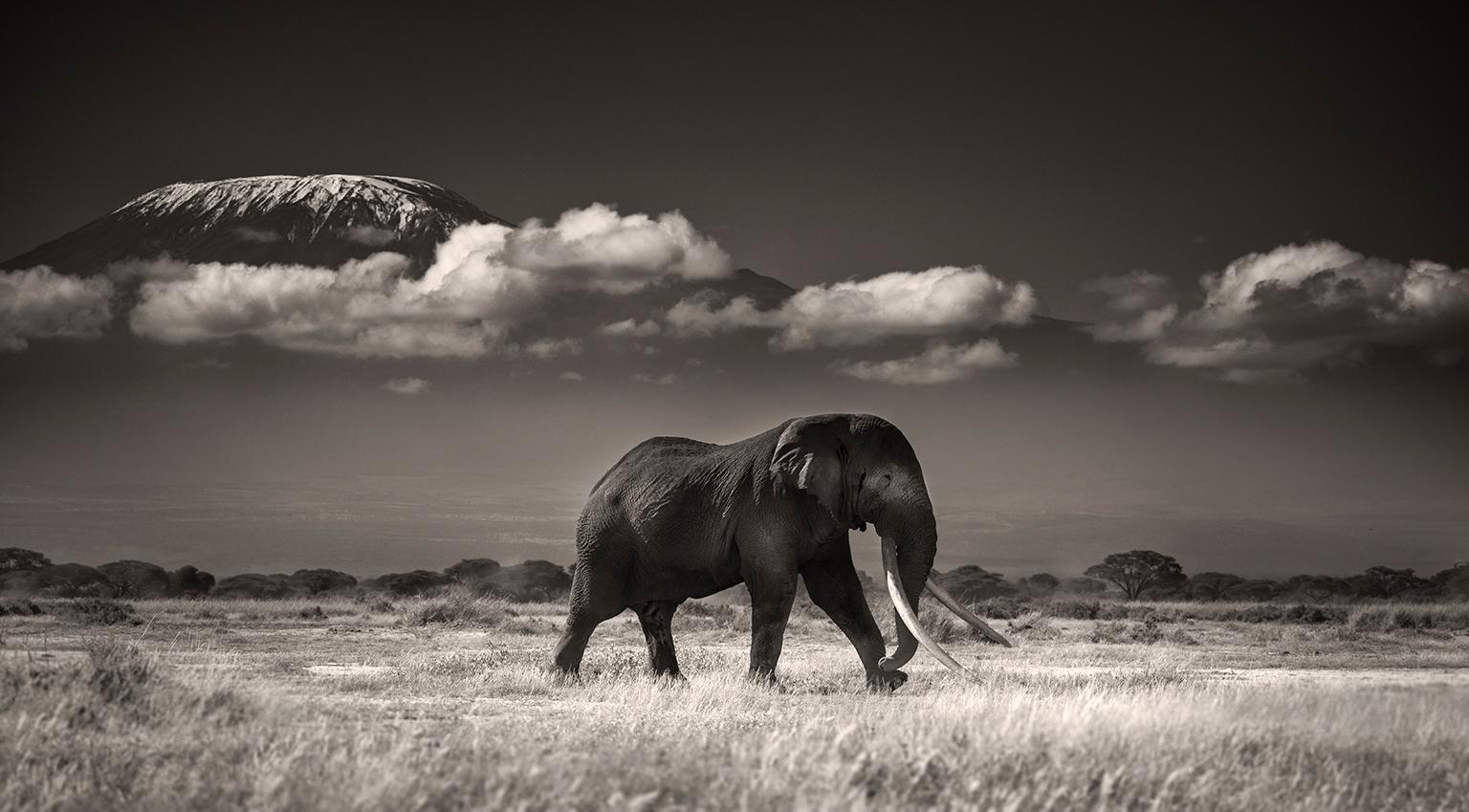 Joachim Schmeisser Black and White Photograph - Tim in front of Kilimanjaro, animal, wildlife, black and white photography