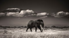 Tim in front of Kilimanjaro, animal, wildlife, black and white photography