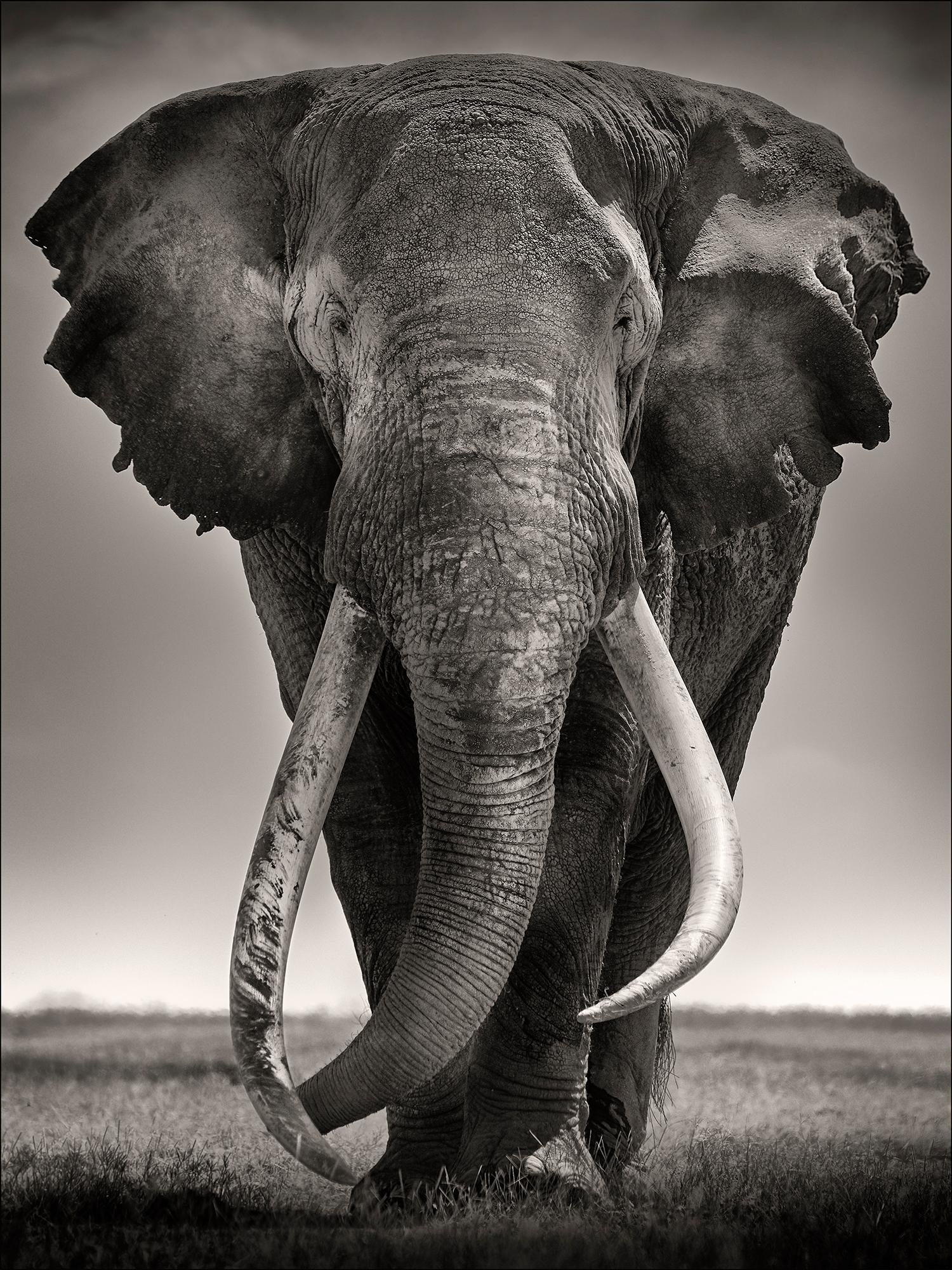 Tim - Preservador de la Paz, Platino, animal, vida salvaje, fotografía en blanco y negro - Photograph de Joachim Schmeisser