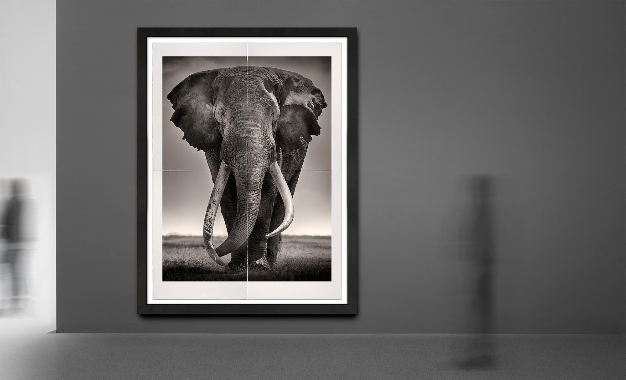 Tim - Preservador de la Paz, Platino, animal, vida salvaje, fotografía en blanco y negro - Photograph Contemporáneo de Joachim Schmeisser
