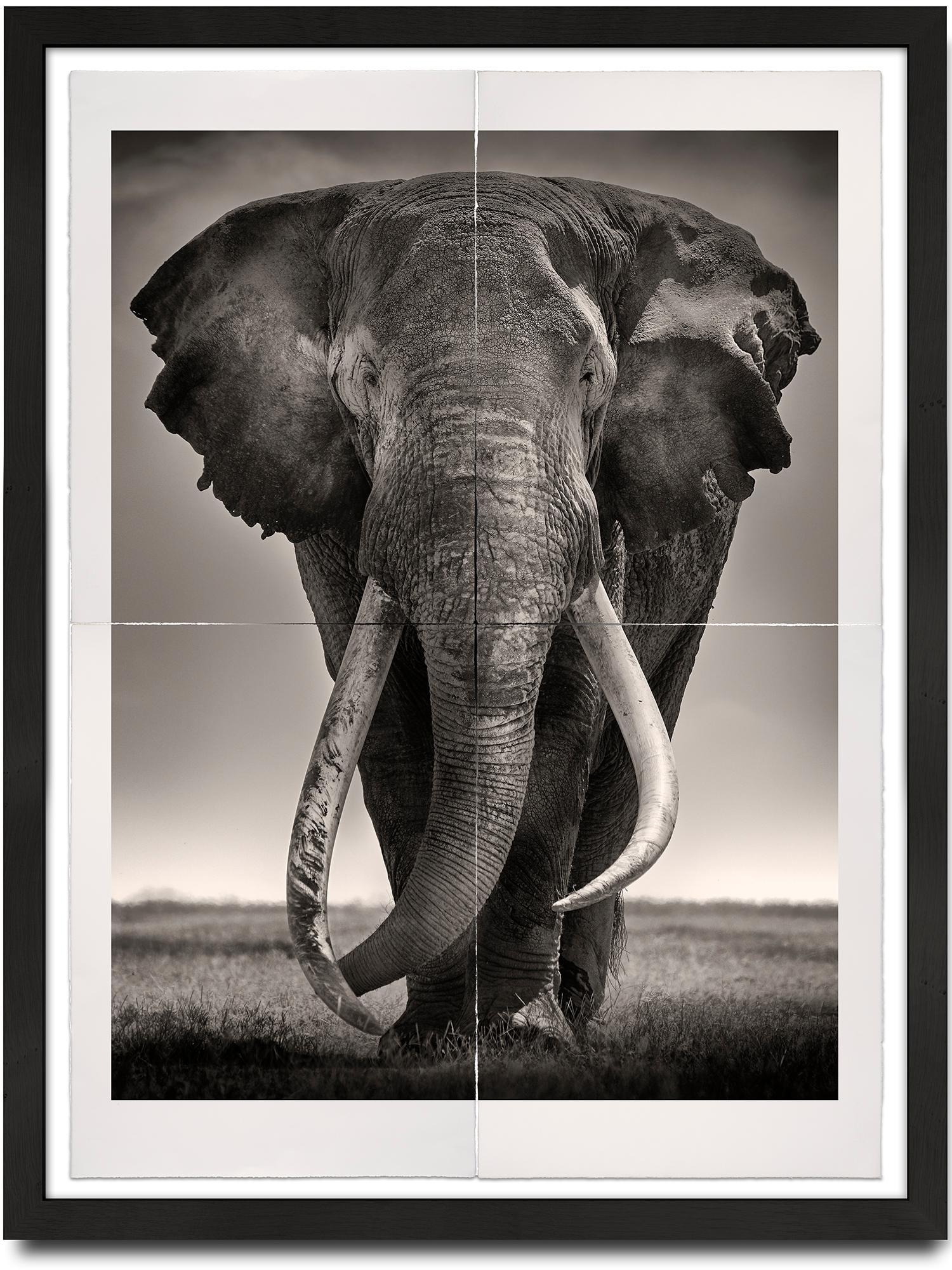 Portrait Photograph de Joachim Schmeisser - Tim - Preservador de la Paz, Platino, animal, vida salvaje, fotografía en blanco y negro