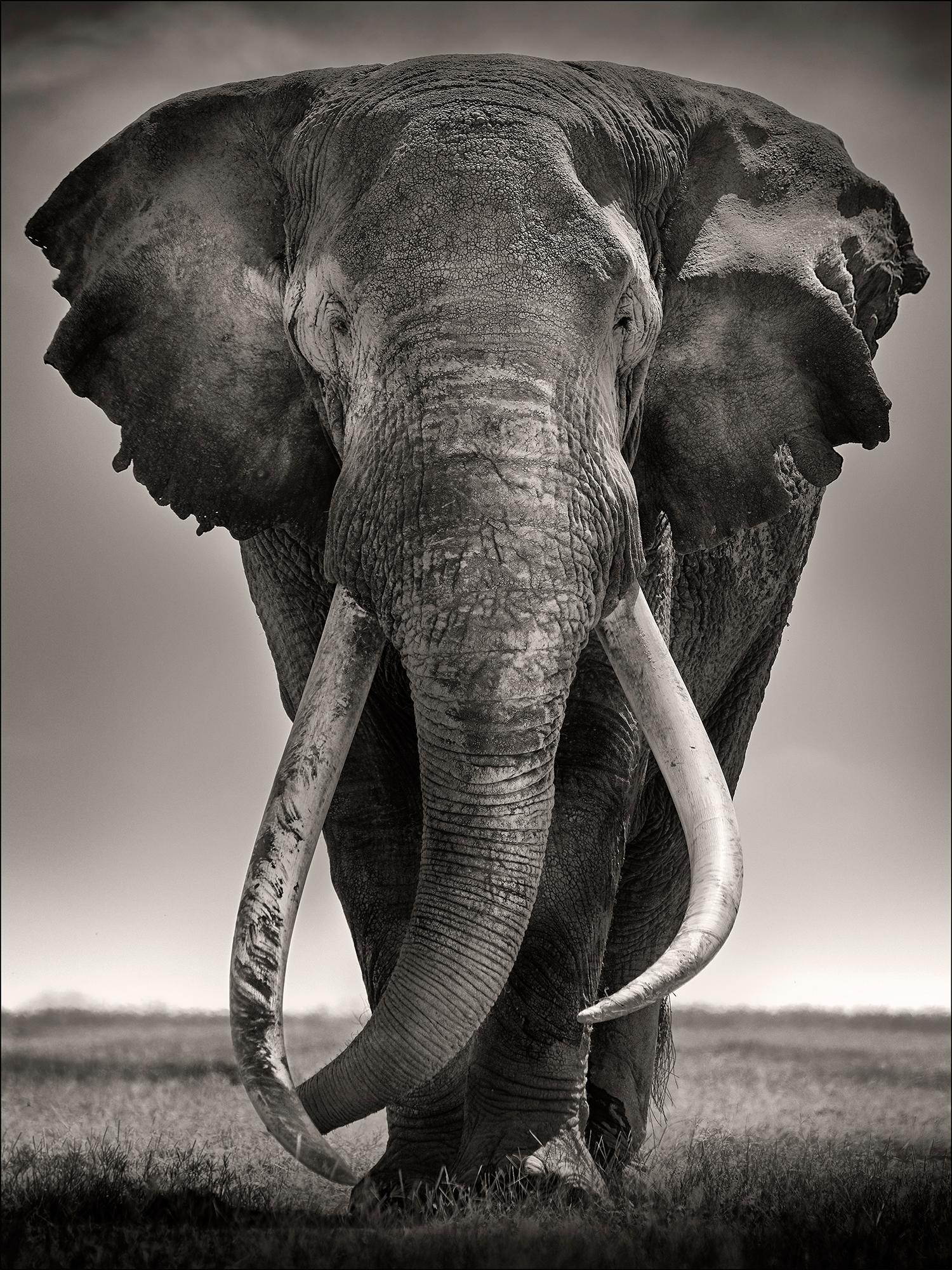Tim - Preserver of Peace, Platin, Tier, Elefant, Schwarz-Weiß-Fotografie – Photograph von Joachim Schmeisser