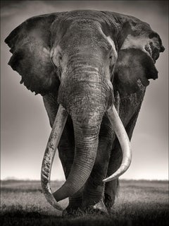 Tim - Preserver of Peace, Platinum, animal, elephant, black and white photograph