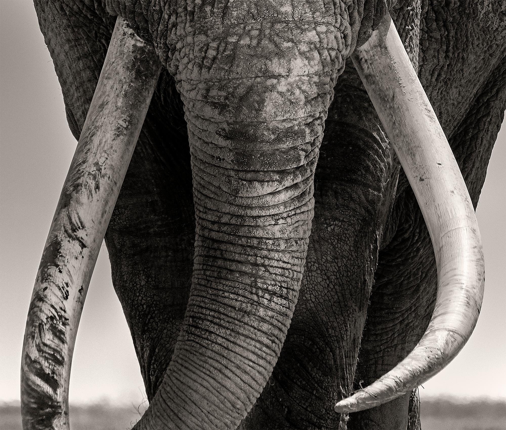 Tim - Preserver of Peace, Platinum, animal, elephant, black and white photograph - Contemporary Photograph by Joachim Schmeisser