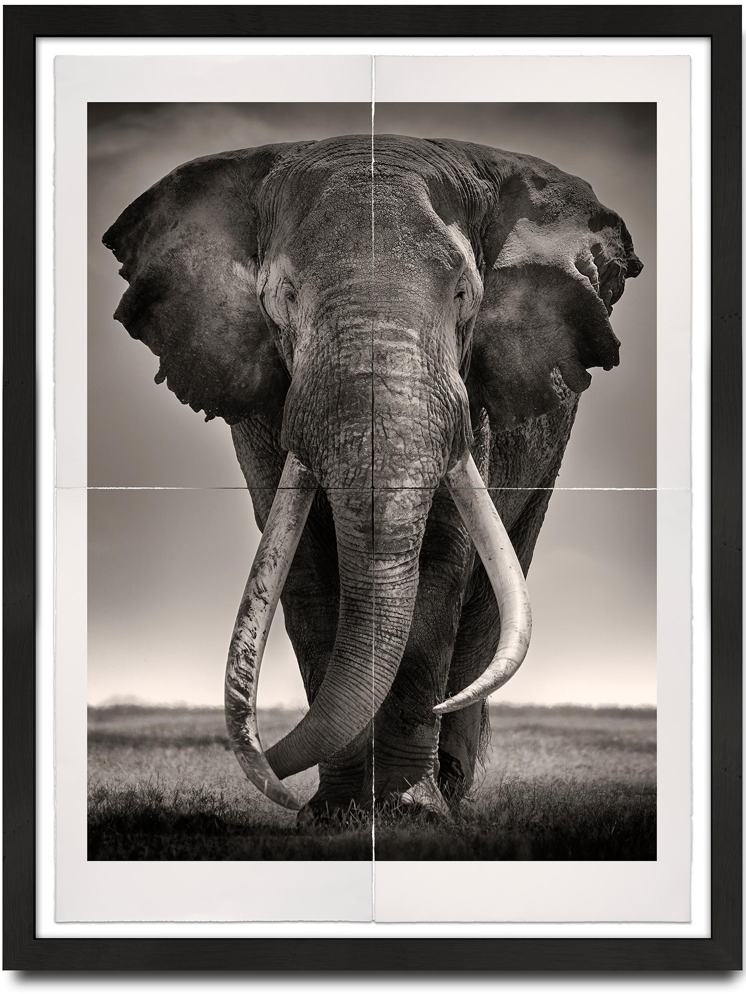 Joachim Schmeisser Portrait Photograph – Tim - Preserver of Peace, Platin, Tier, Elefant, Schwarz-Weiß-Fotografie