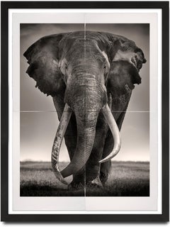 Tim - Preserver of Peace, Platinum, animal, elephant, black and white photograph