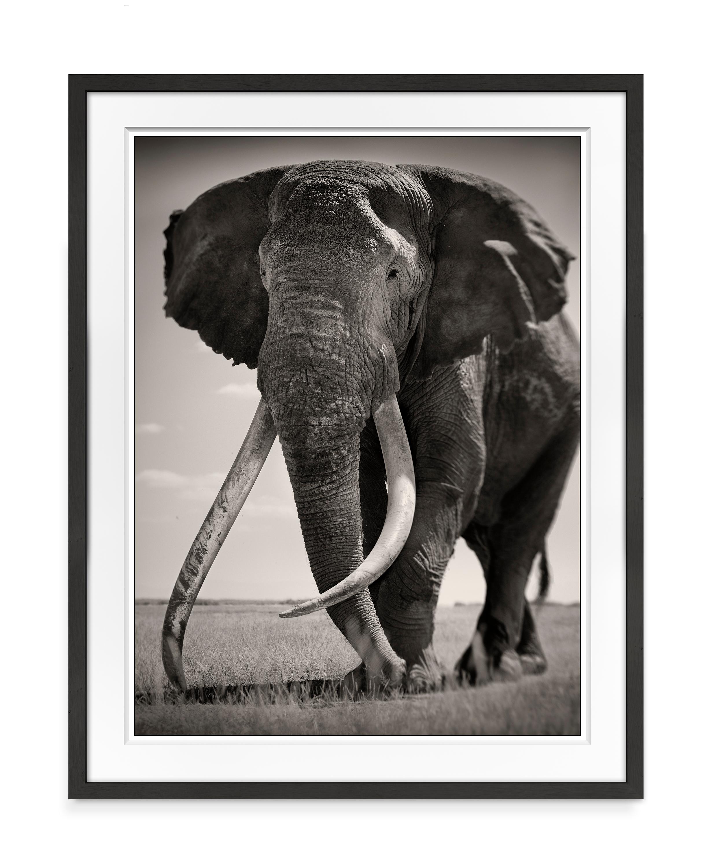 Tim, the Gentle Giant, Kenya, Elephant, b&w photography - Photograph by Joachim Schmeisser
