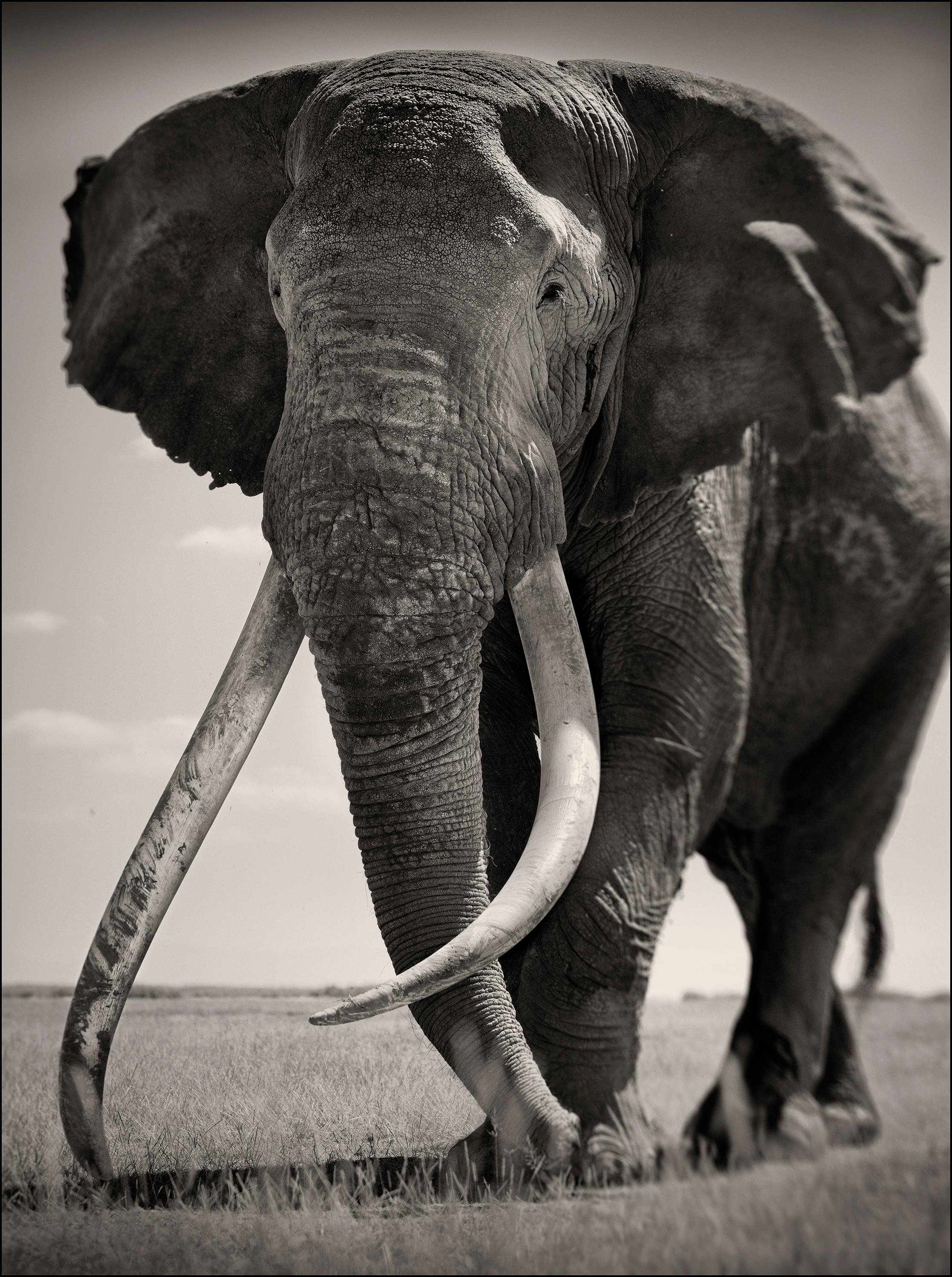 Joachim Schmeisser Black and White Photograph - Tim, the Gentle Giant, Kenya, Elephant, b&w photography