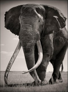 Tim, the Gentle Giant, Kenya, Elephant, b&w photography