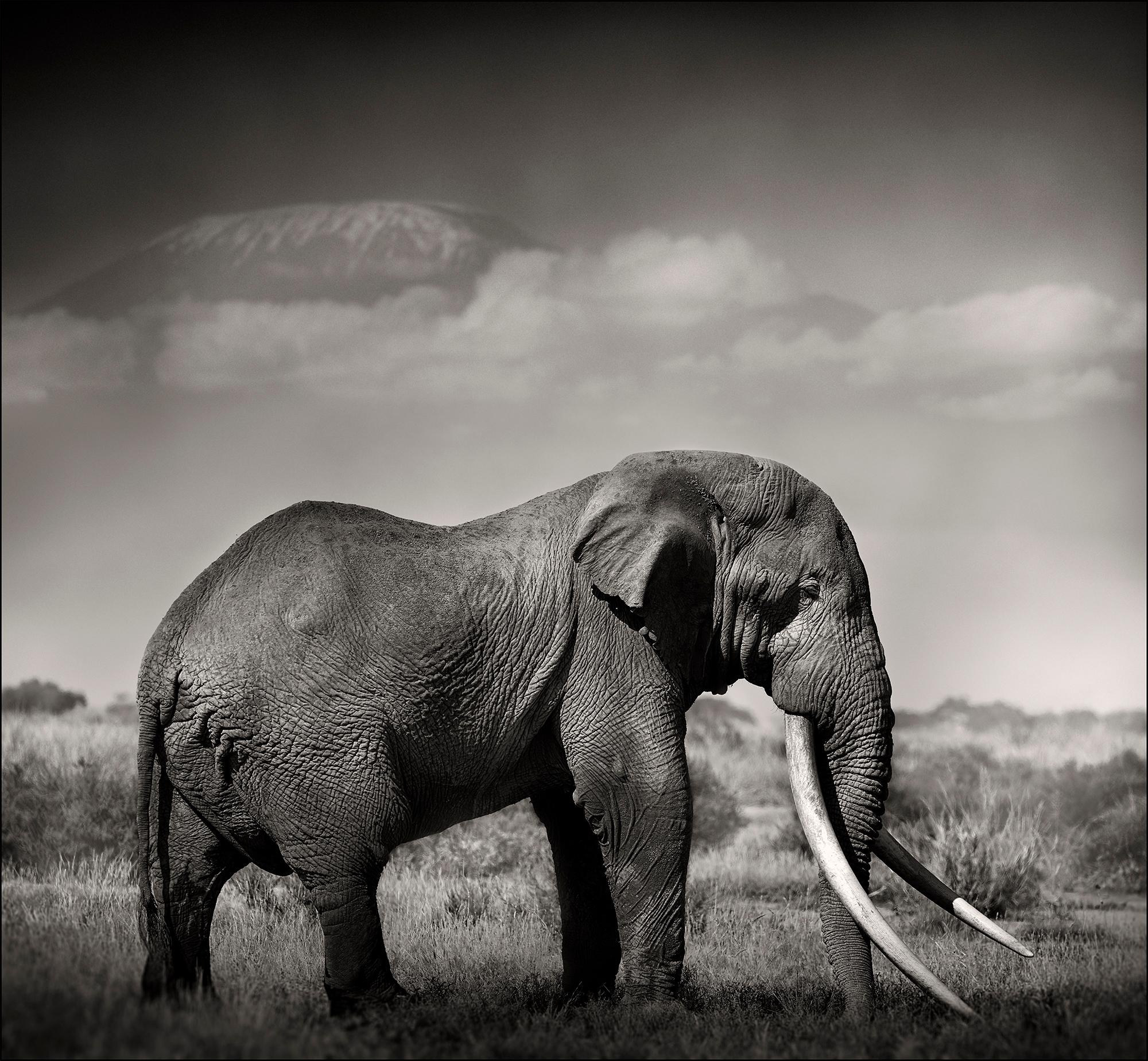Tim's Land, a Tribute to the icons of Africa, Elephant, wildlife, blackandwhite - Photograph by Joachim Schmeisser