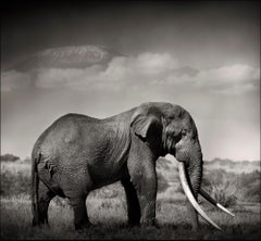 Tim's Land, a Tribute to the icons of Africa, Elephant, wildlife, blackandwhite