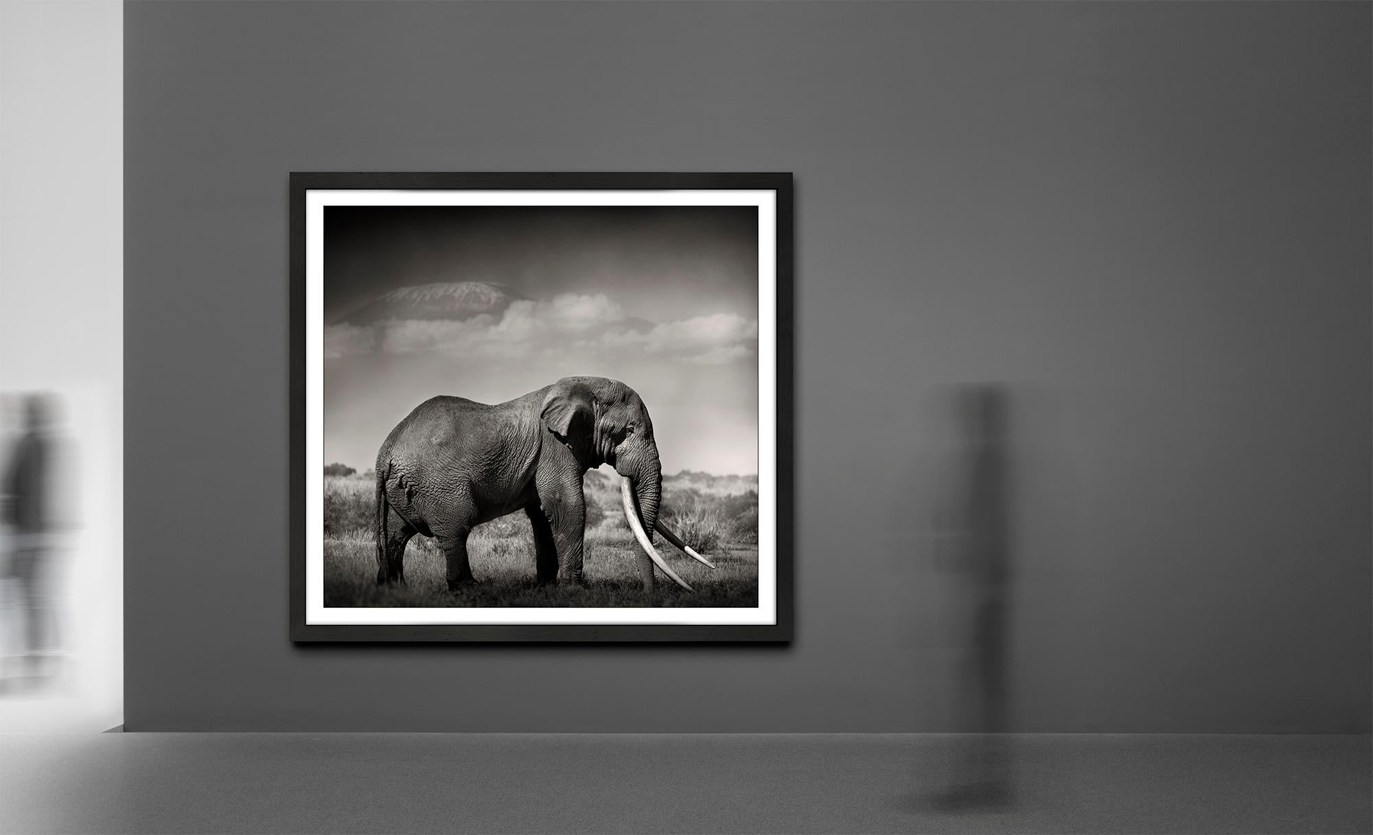Tim's Land, eine Hommage an die Ikonen Afrikas, Elefanten, Wildtiere, Schwarz-Weiß (Zeitgenössisch), Photograph, von Joachim Schmeisser