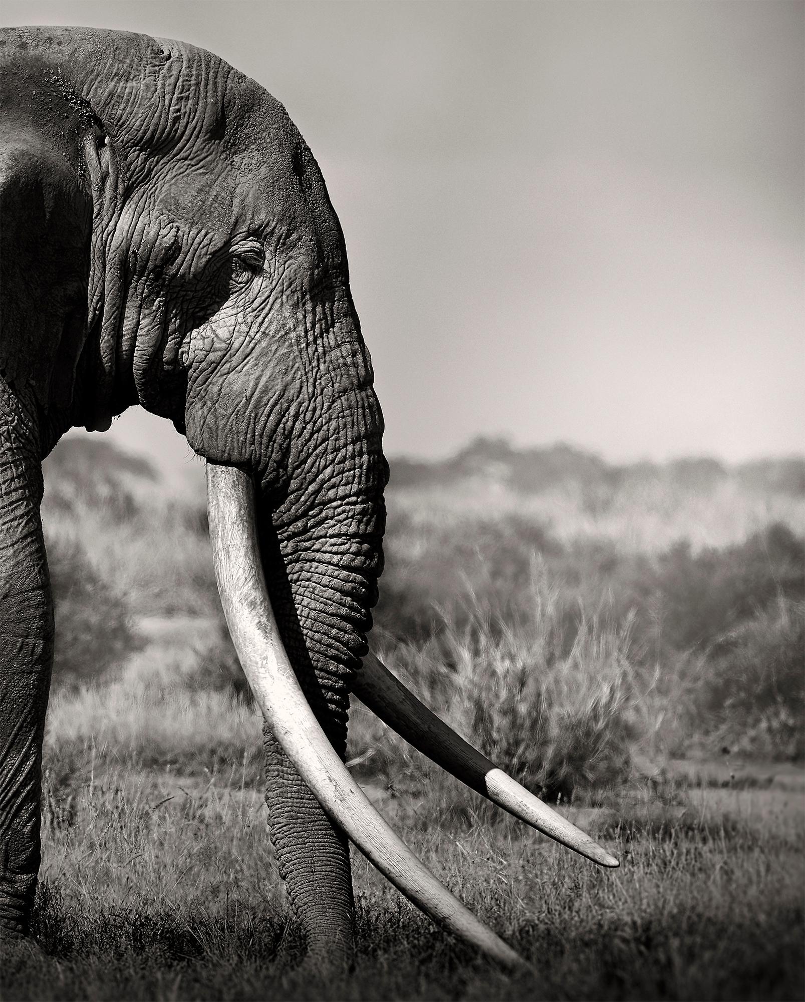 Tim's Land, eine Hommage an die Ikonen Afrikas, Elefanten, Wildtiere, Schwarz-Weiß (Grau), Landscape Photograph, von Joachim Schmeisser