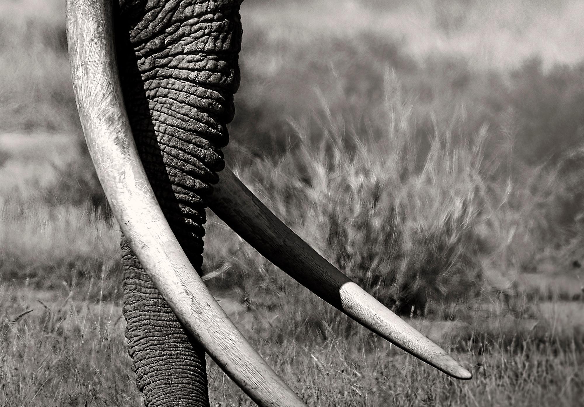 Ausgabe 5
Weitere Größen auf Anfrage

Tim - der Bewahrer des Friedens - war einer der letzten Super-Tusker in Kenia und der größte Elefantenbulle in Ostafrika. Dieses Bild zeigt ihn vor dem Kilimandscharo. Eine Hommage an die Ikonen Afrikas.

Seit