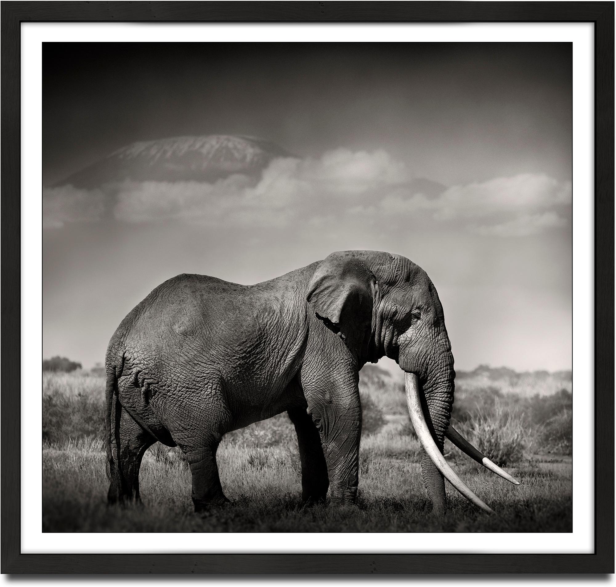 Joachim Schmeisser Landscape Photograph - Tim's Land, a Tribute to the icons of Africa, Elephant, wildlife, blackandwhite
