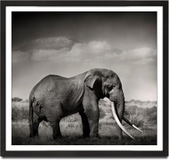 Tim's Land, a Tribute to the icons of Africa, Elephant, wildlife, blackandwhite