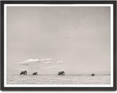 Tomorrow's leader, animal, wildlife, black and white photography, elephant