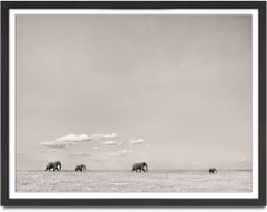 Tomorrow's leader, Kenya, Elephant, wildlife, b&w photography