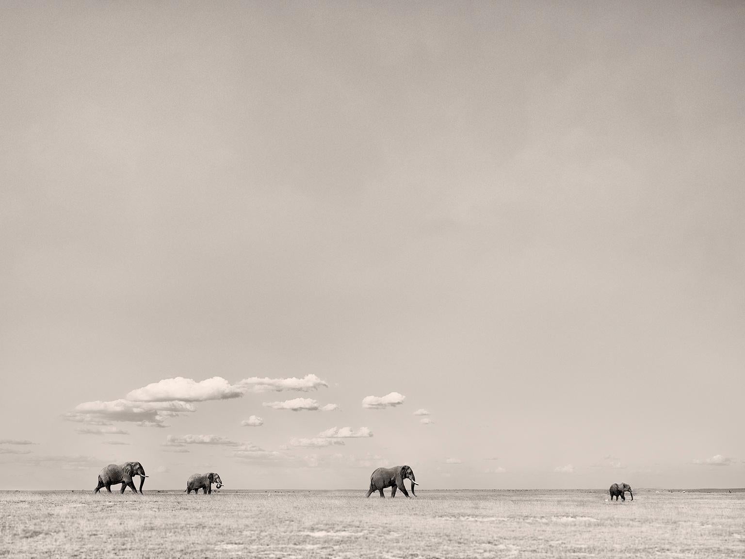 Joachim Schmeisser Landscape Photograph - Tomorrow's leader, animal, wildlife, black and white photography, elephant