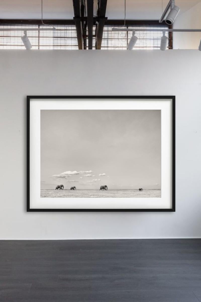 TOMORROWS LEADER - Paysage avec éléphants, photographie d'art, 2019 - Photograph de Joachim Schmeisser