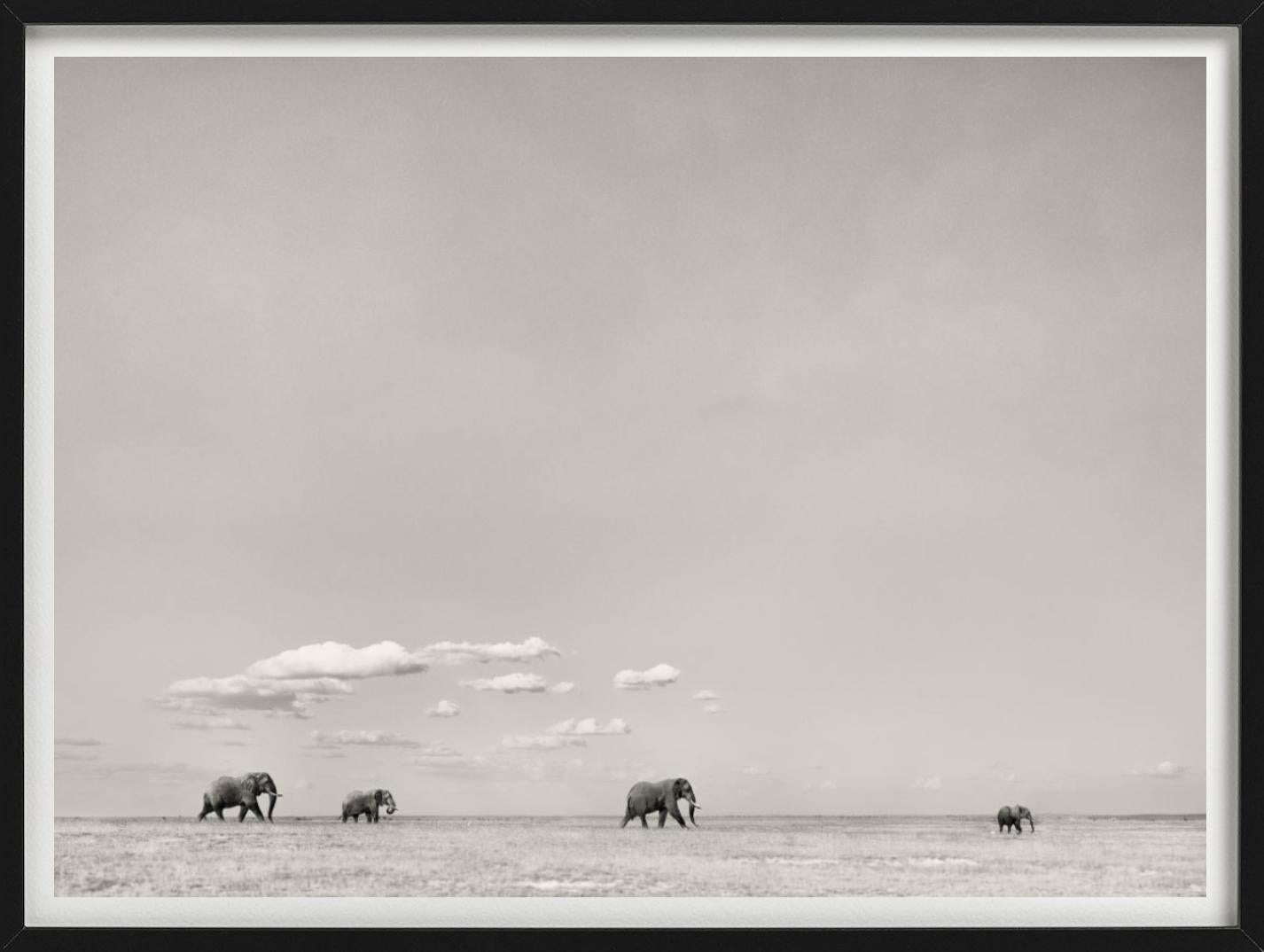 TOMORROWS LEADER - Paysage avec éléphants, photographie d'art, 2019 - Contemporain Photograph par Joachim Schmeisser