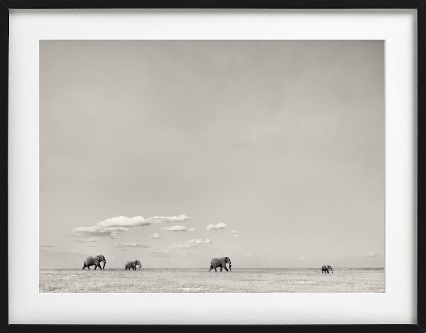 TOMORROWS LEADER - Paysage avec éléphants, photographie d'art, 2019 - Gris Black and White Photograph par Joachim Schmeisser