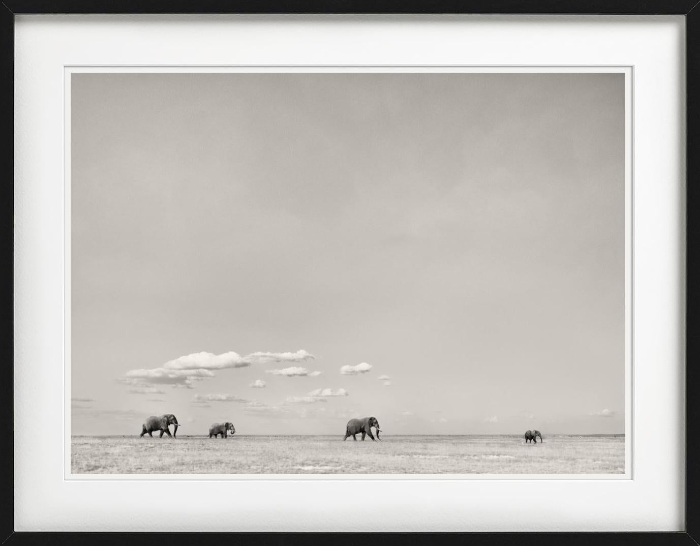 Tomorrow's Leader, éléphants en marche, photographié par Joachim Schmeisser.

Tous les tirages sont en édition limitée. Disponible en plusieurs tailles. Encadrement haut de gamme sur demande. Toutes les impressions sont réalisées et signées par