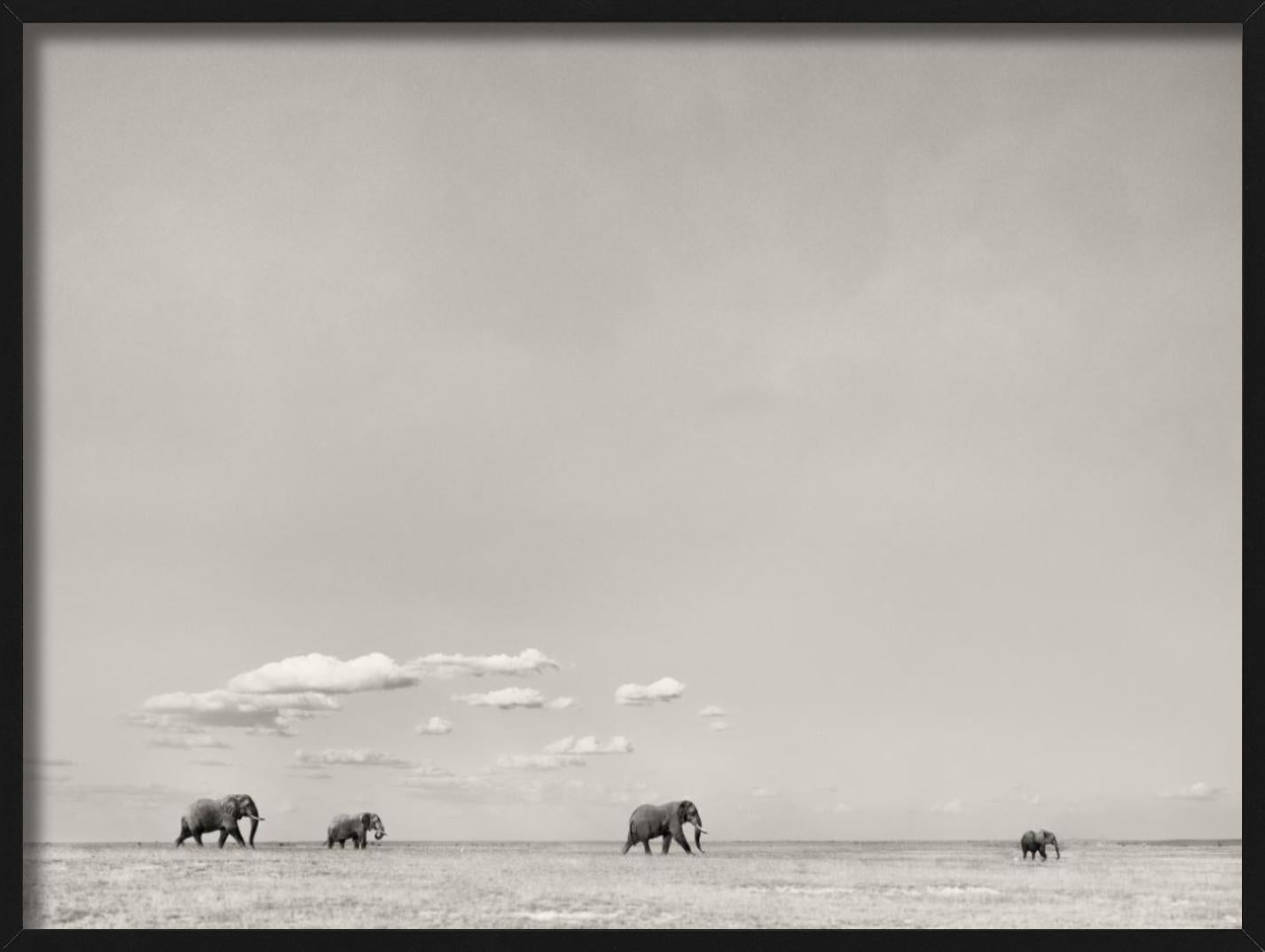 TOMORROWS LEADER - Paysage avec éléphants, photographie d'art, 2019 en vente 1