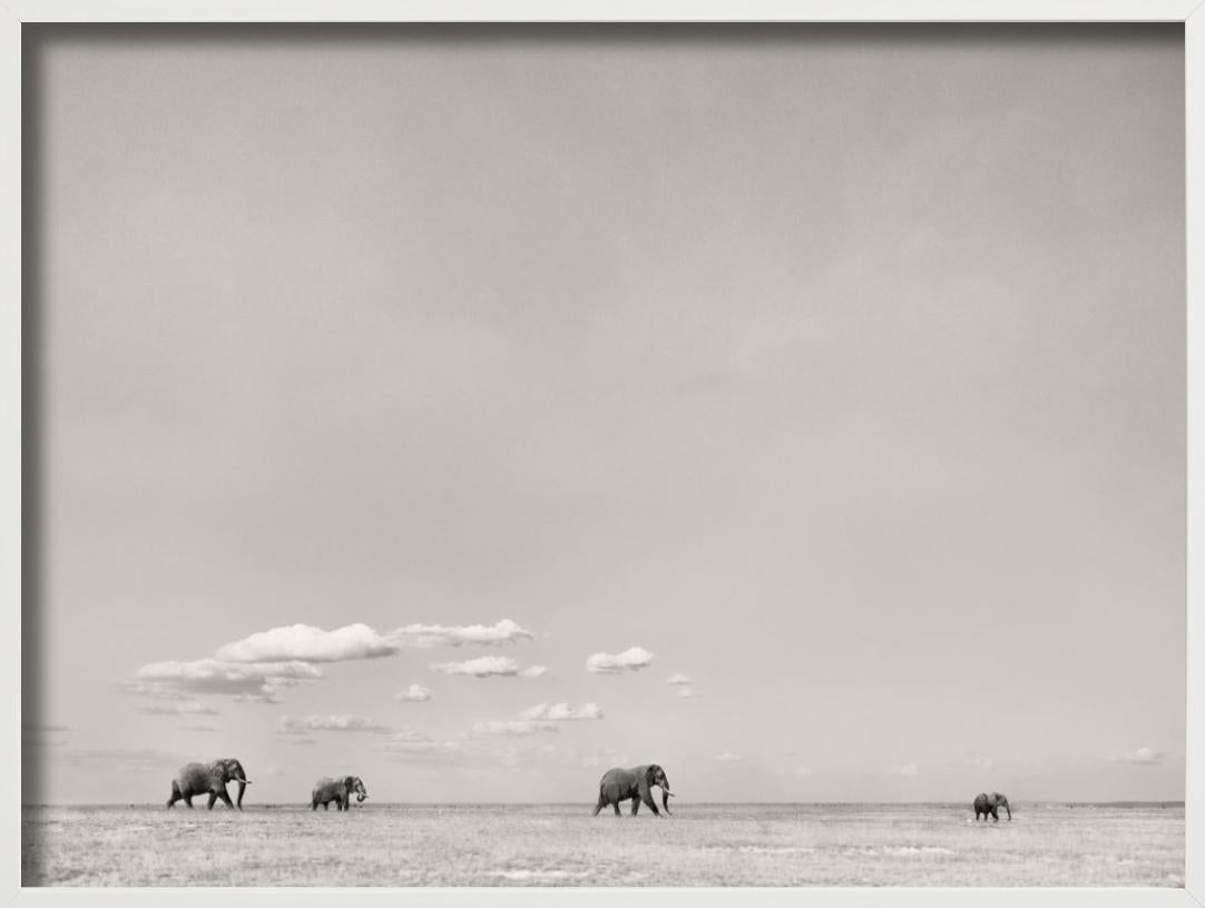 TOMORROWS LEADER - Paysage avec éléphants, photographie d'art, 2019 en vente 2