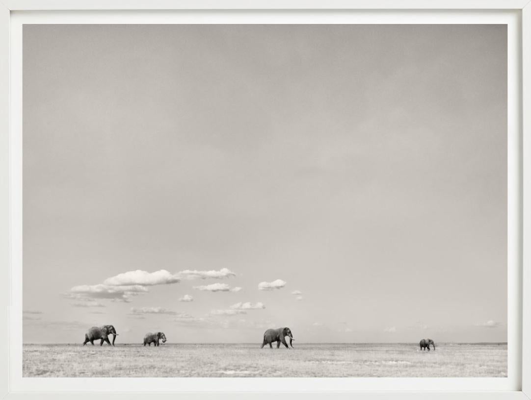 TOMORROWS LEADER - Paysage avec éléphants, photographie d'art, 2019 en vente 3