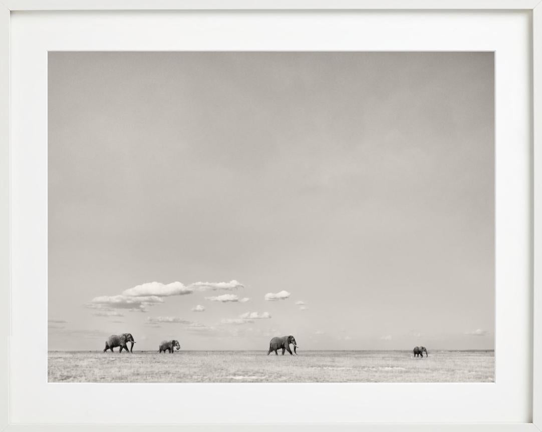 TOMORROWS LEADER - Paysage avec éléphants, photographie d'art, 2019 en vente 4