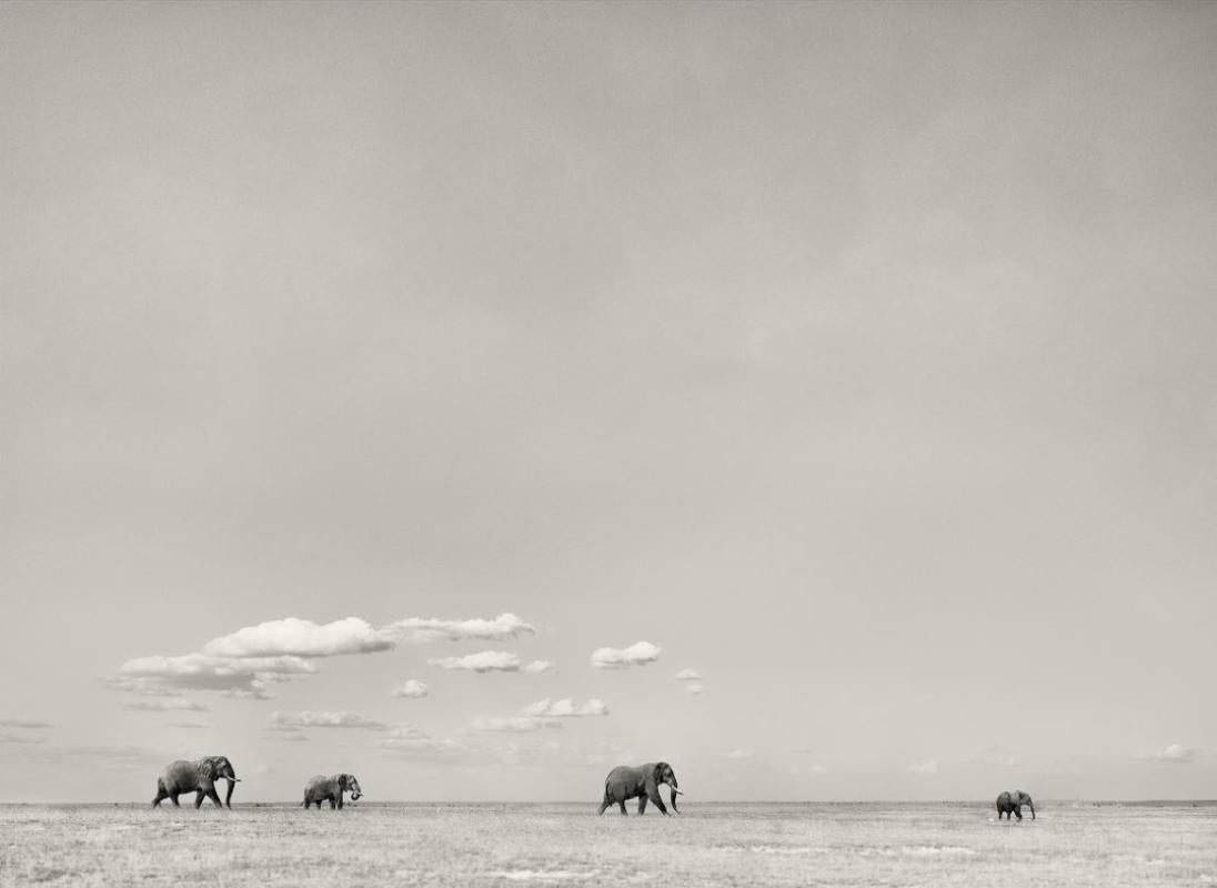 Black and White Photograph Joachim Schmeisser - TOMORROWS LEADER - Paysage avec éléphants, photographie d'art, 2019