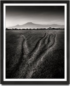 Tracks of the last Giants, animal, elephant, black and white photography