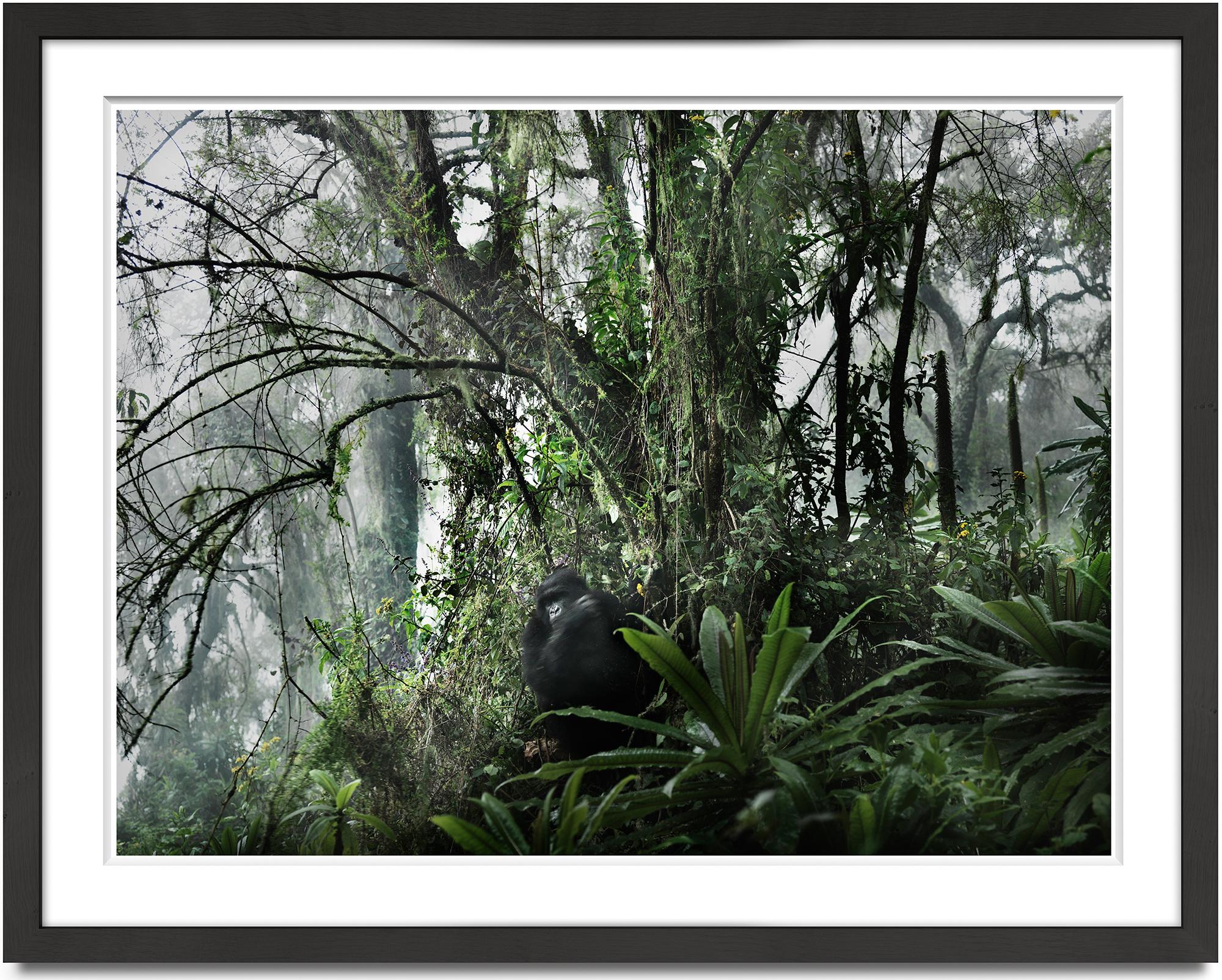 Volcano II, animal, wildlife, color photography, gorilla, jungle, green - Photograph by Joachim Schmeisser