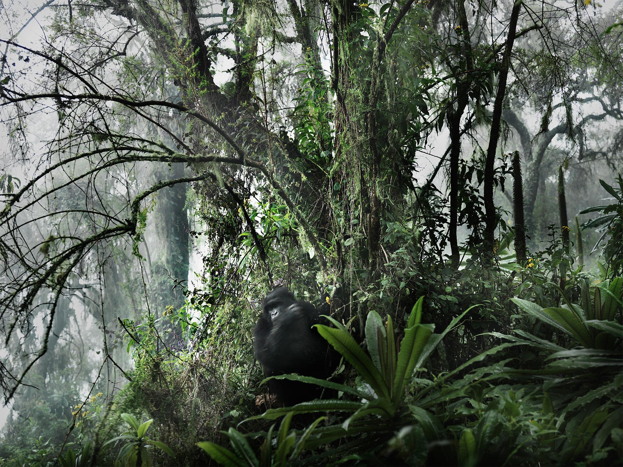 Joachim Schmeisser Color Photograph - Volcano II, animal, wildlife, color photography, gorilla, jungle, green