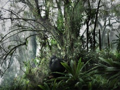 Volcano II, Tier, Tierwelt, Farbfotografie, Gorilla, Dschungel, Grün