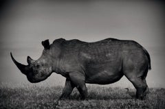 White Rhino - Wildlife Portrait of Endangered Animal, Fine Art Photography 2019