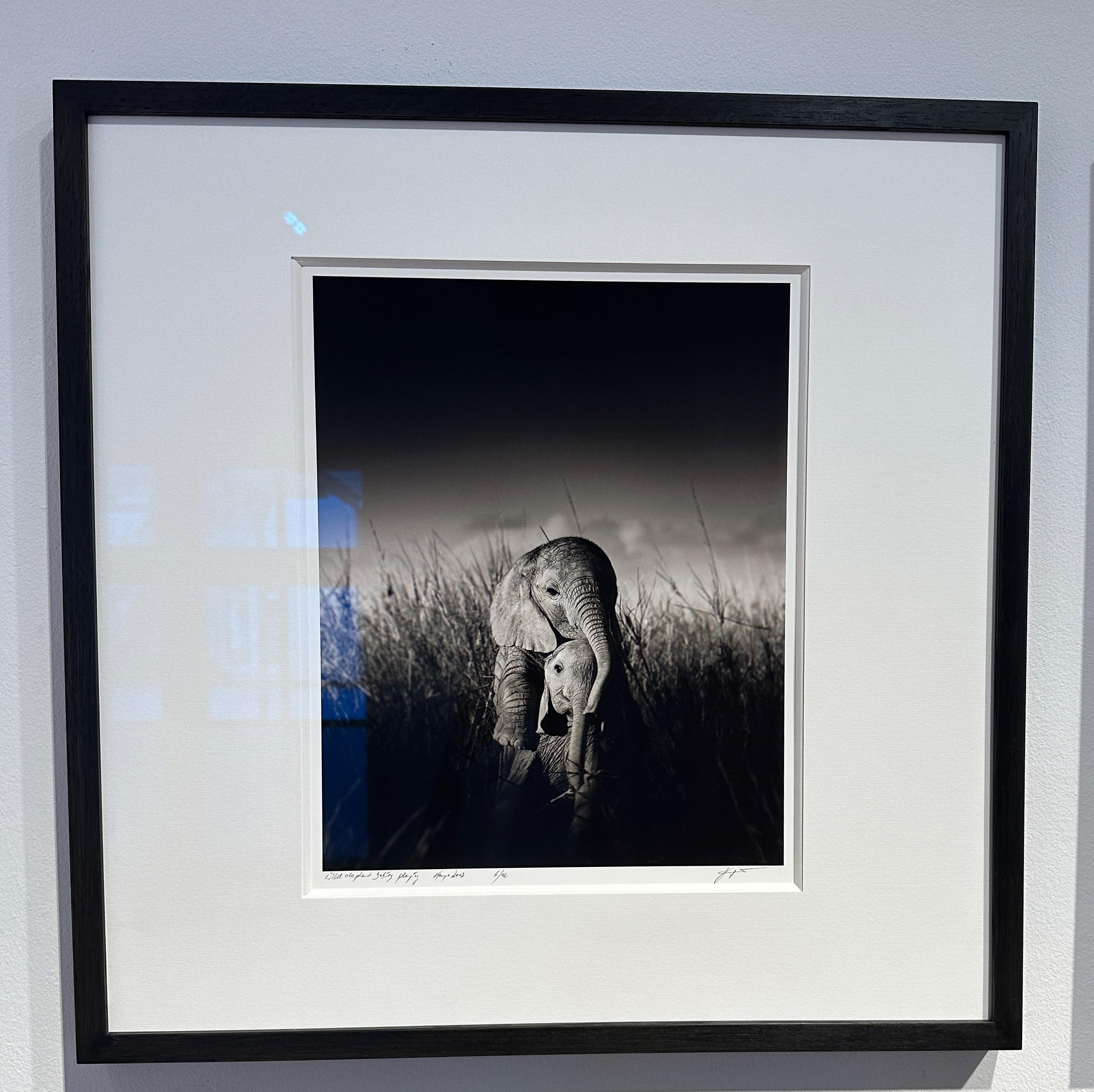 Edition No. 6/12
Image size 28,5 x 35,6 cm
signed and numbered
Framed with mat and anti-reflex glass.

A black and white image of wild elephant babies playing together in the tall grass in Amboseli National Park in Kenya.

Joachim Schmeisser is