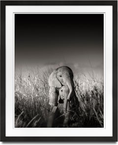 Bebés de elefante salvaje jugando I, contemporáneo, vida salvaje, fotografía b+w