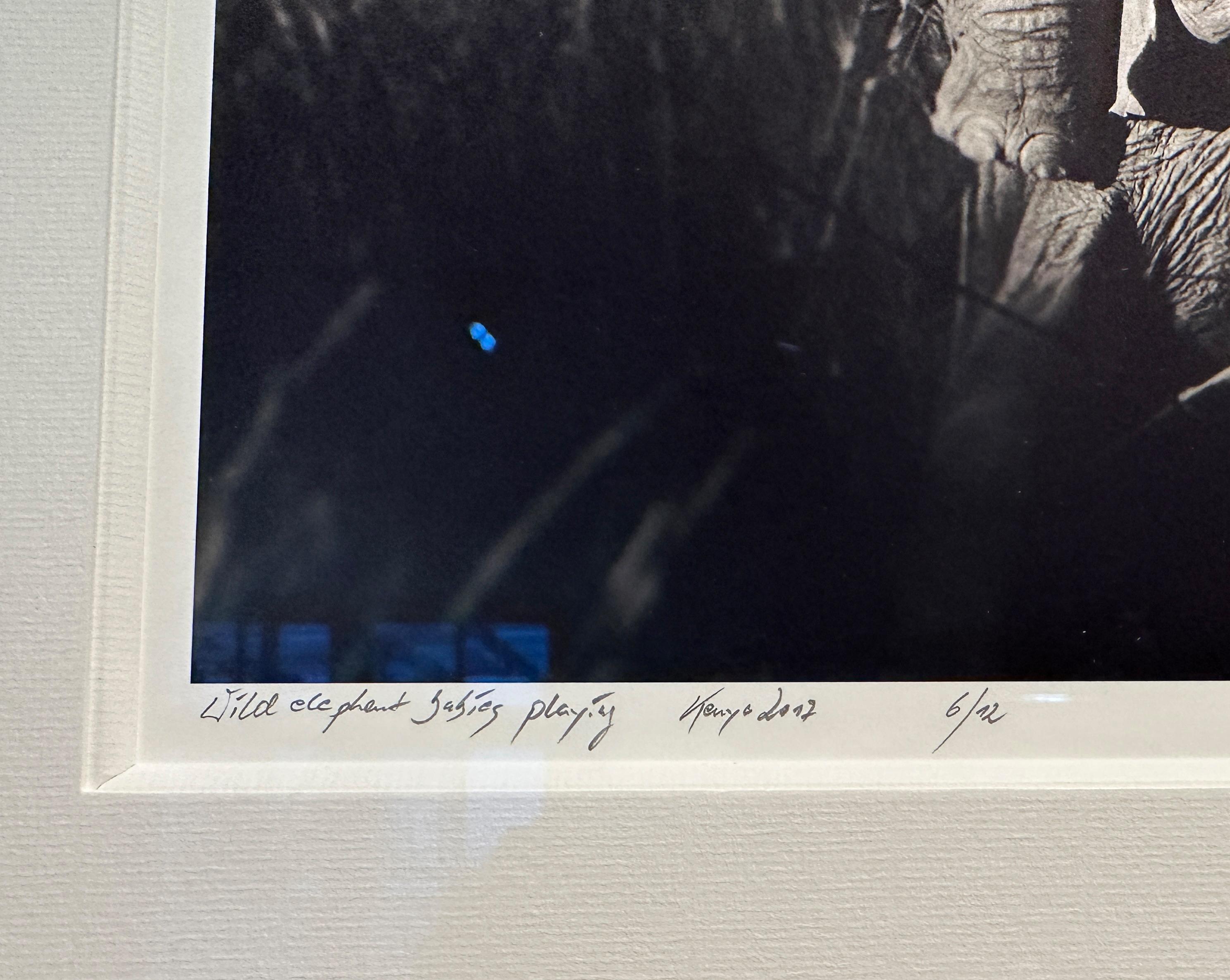 Edición nº 6/12
Tamaño de la imagen 28,5 x 35,6 cm
firmado y numerado
Enmarcado con paspartú y cristal antirreflejos.

Imagen en blanco y negro de crías de elefante salvaje jugando juntas en la hierba alta del Parque Nacional de Amboseli, en