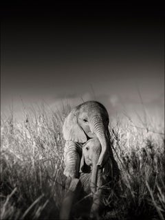 Wild elephant babies playing I, black and white, animal, Africa, Photography