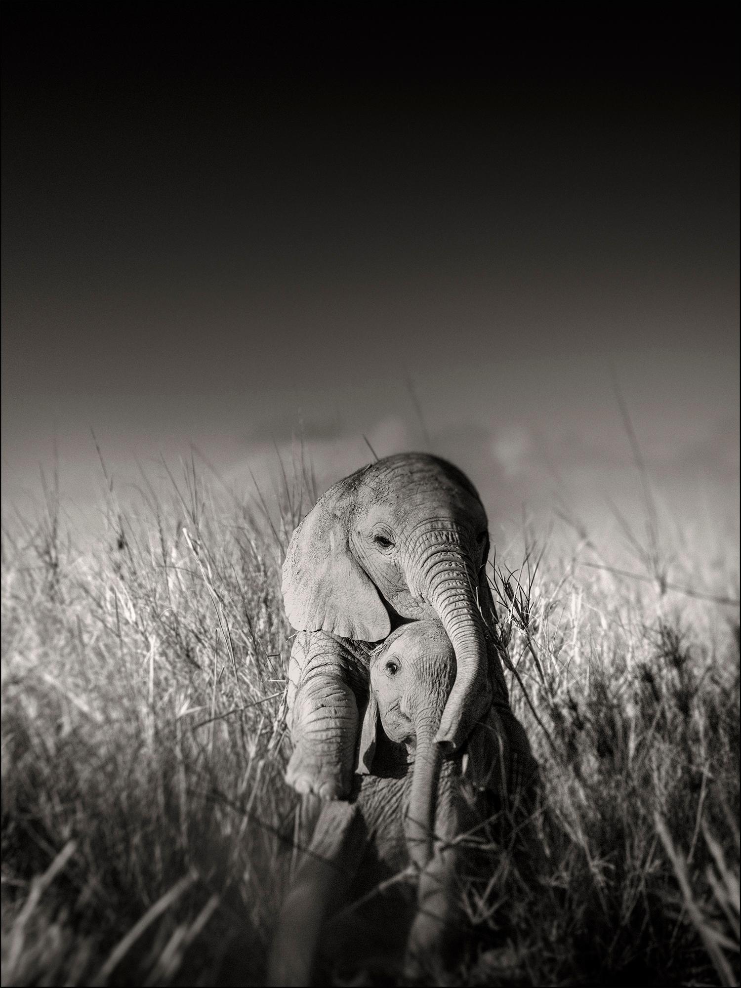 Joachim Schmeisser Black and White Photograph – Wild Wilde Elefanten spielen mit I, zeitgenössisch, Wildtiere, b+w Fotografie