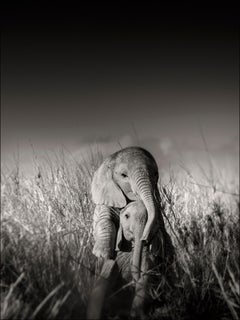 Wild elephant babies playing I, contemporary, wildlife, b+w photography