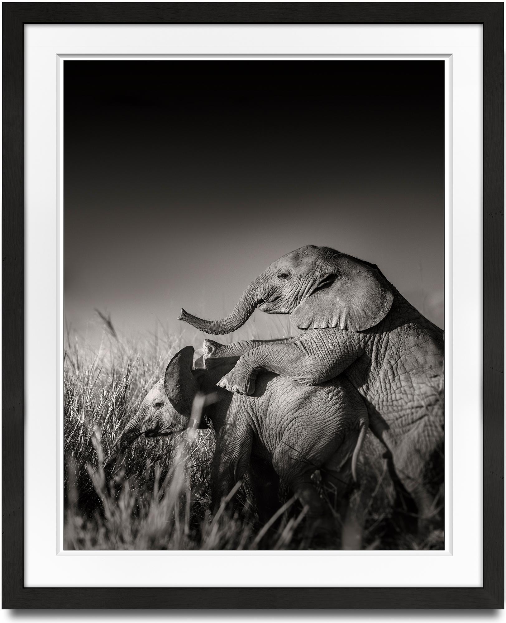 Wild elephant babies playing II, Kenya, 21st century, contemporary, wildlife - Photograph by Joachim Schmeisser