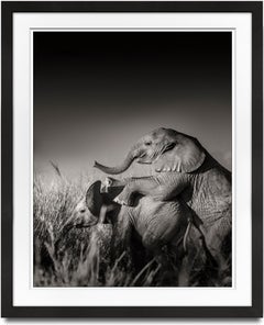 Wild elephant babies playing II, Kenya, 21st century, contemporary, wildlife