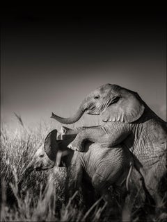 Bébés éléphants sauvages jouant II, Kenya, 21e siècle, contemporain, faune sauvage