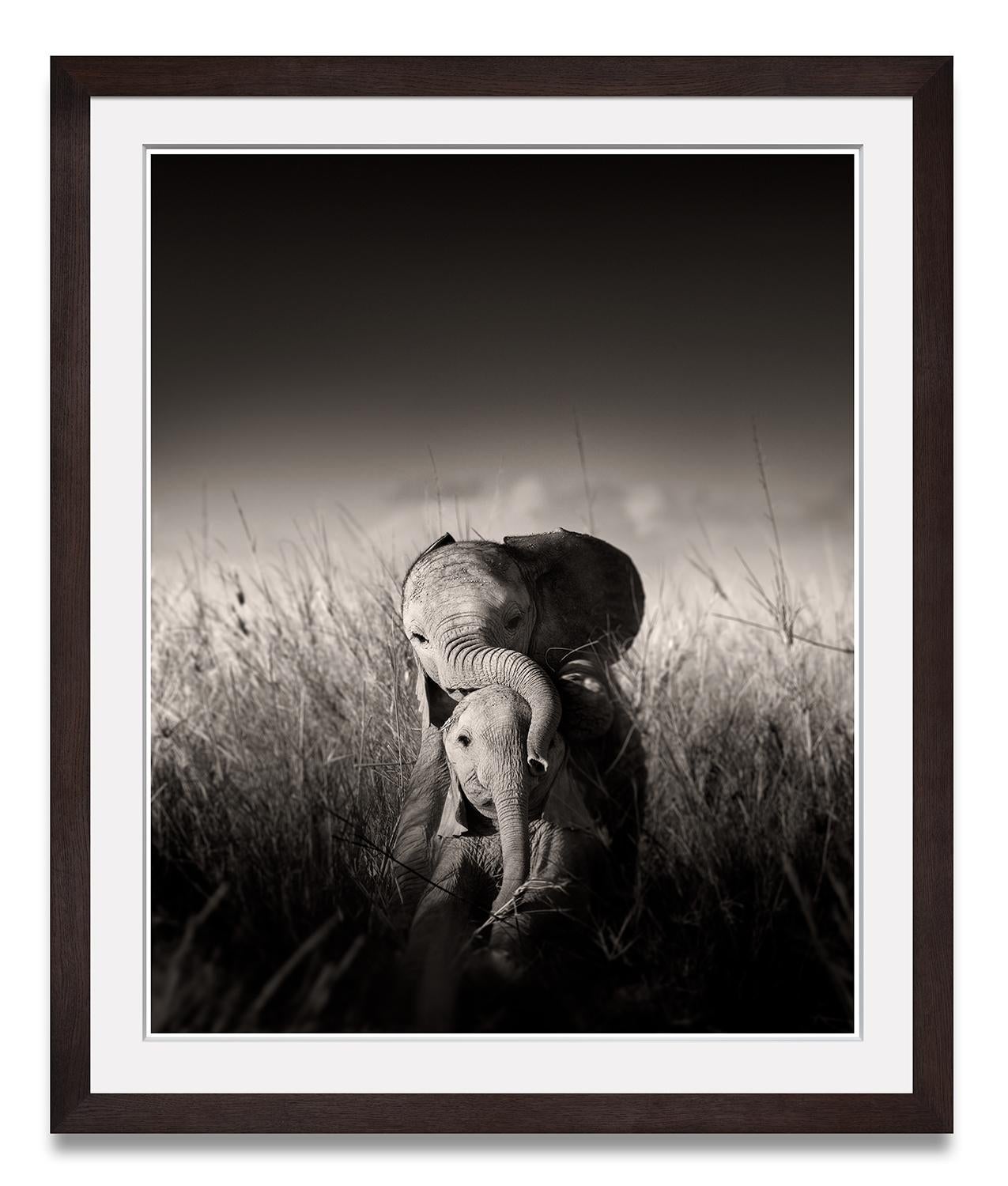 Wild elephant babies playing III, animal, wildlife, black and white photography - Photograph by Joachim Schmeisser