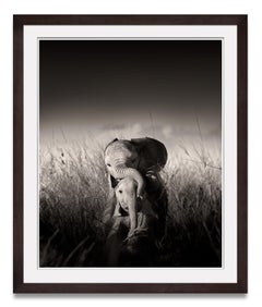 Wild elephant babies playing III, animal, wildlife, black and white photography