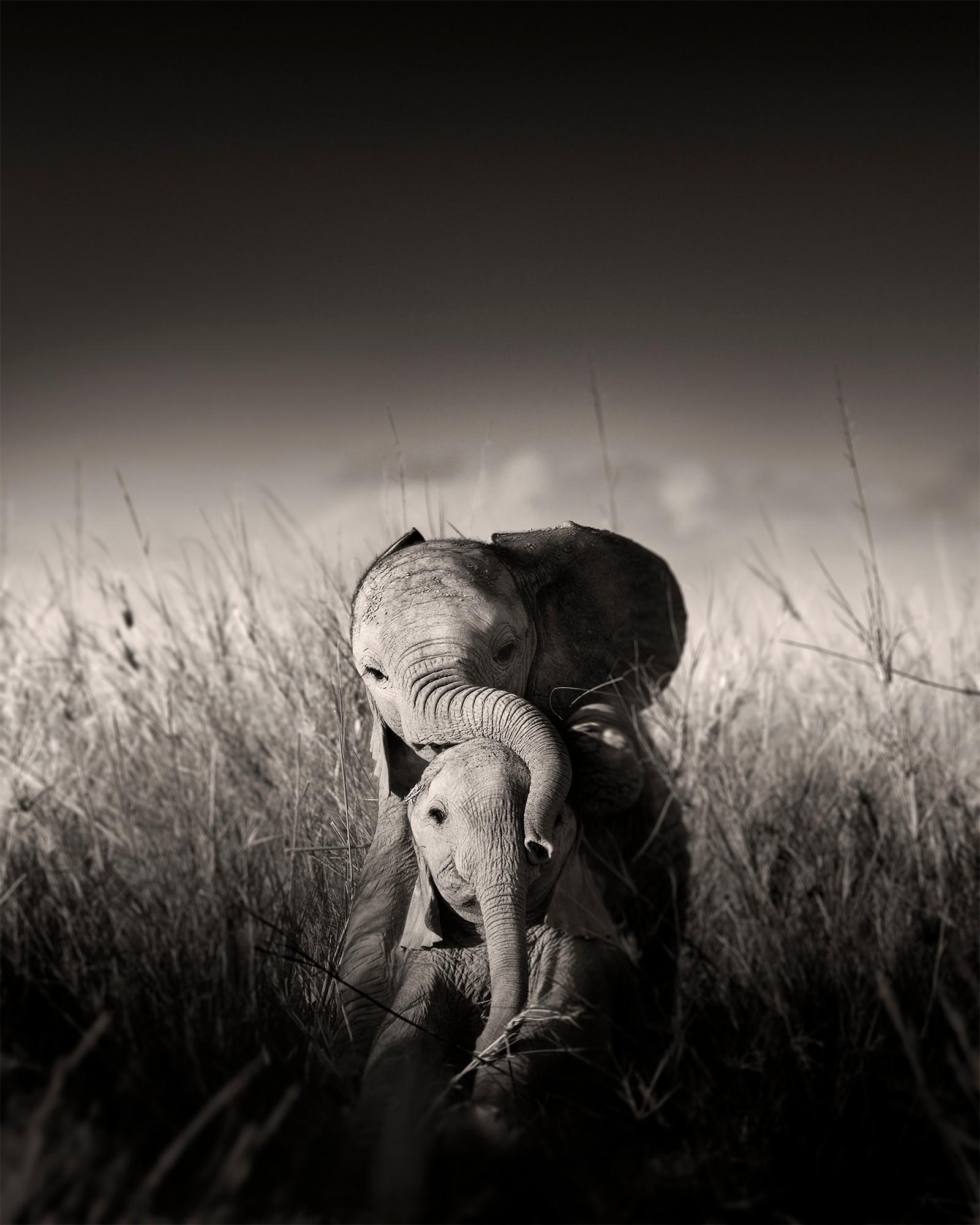 Black and White Photograph Joachim Schmeisser - Bébés éléphants sauvages jouant III, animaux, photographies d'animaux sauvages, noir et blanc