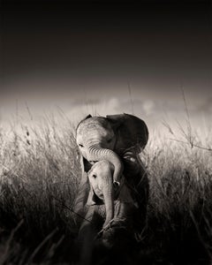 Bébés éléphants sauvages jouant III, animaux, photographies d'animaux sauvages, noir et blanc
